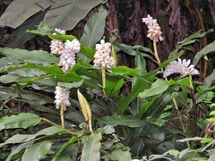 Alpinia hainanensis (Alpinia hainanensis)