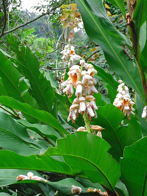 Alpinia hainanensis: Alpinia Hainanensis
