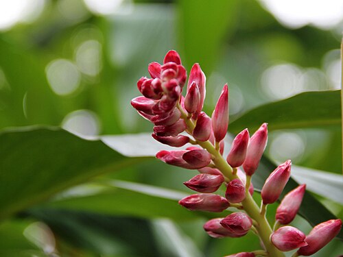 Alpinia hainanensis: Photo place: South China biotanical Garden