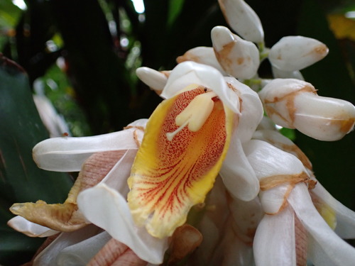 Alpinia hainanensis (Alpinia hainanensis)