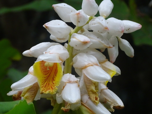 Alpinia hainanensis (Alpinia hainanensis)