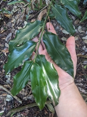 Slender ginger (Alpinia hylandii)
