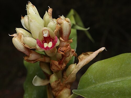 Slender ginger: Alpinia hylandii flowers