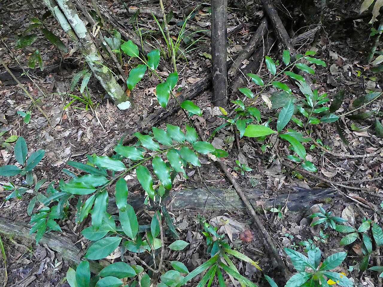 Slender ginger: Alpinia hylandii