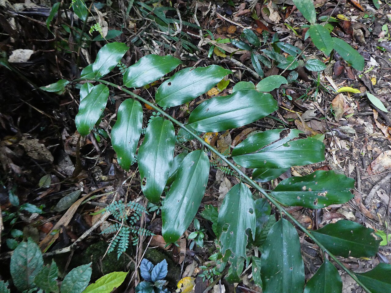 Slender ginger: Alpinia hylandii growing in dense rainforest near Kuranda , Queensland