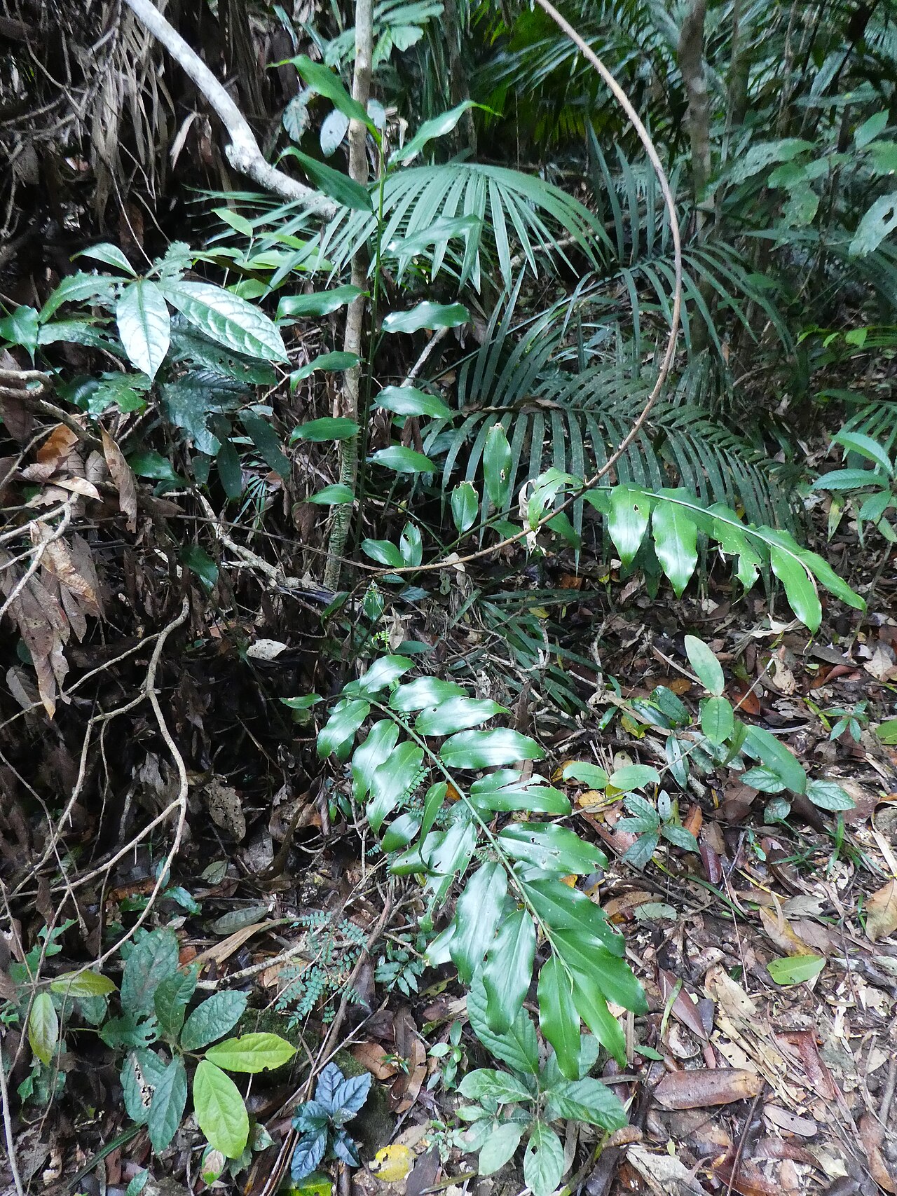 Slender ginger: Alpinia hylandii growing in dense rainforest near Kuranda , Queensland
