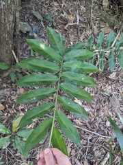 Slender ginger (Alpinia hylandii)