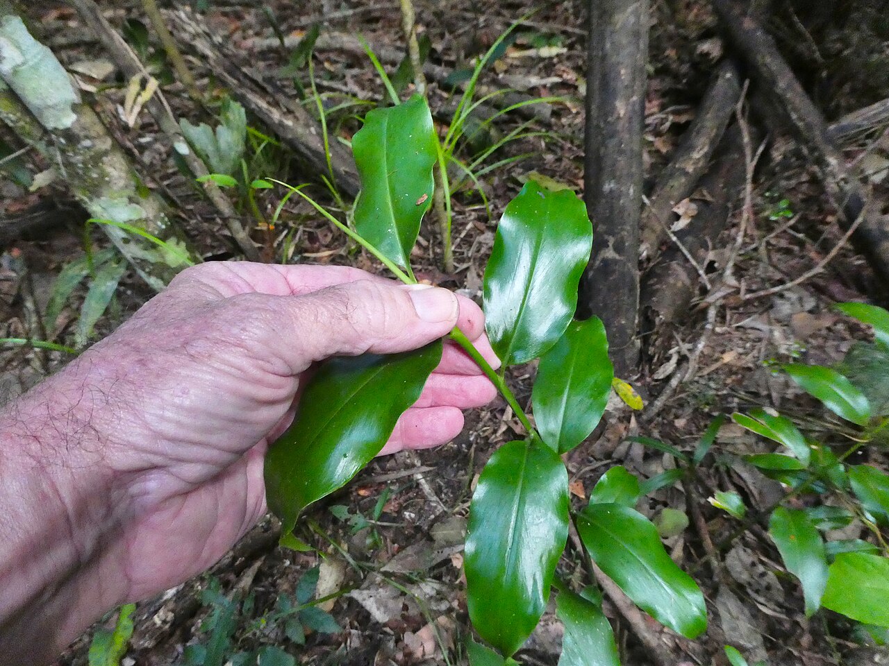 Slender ginger: Alpinia hylandii