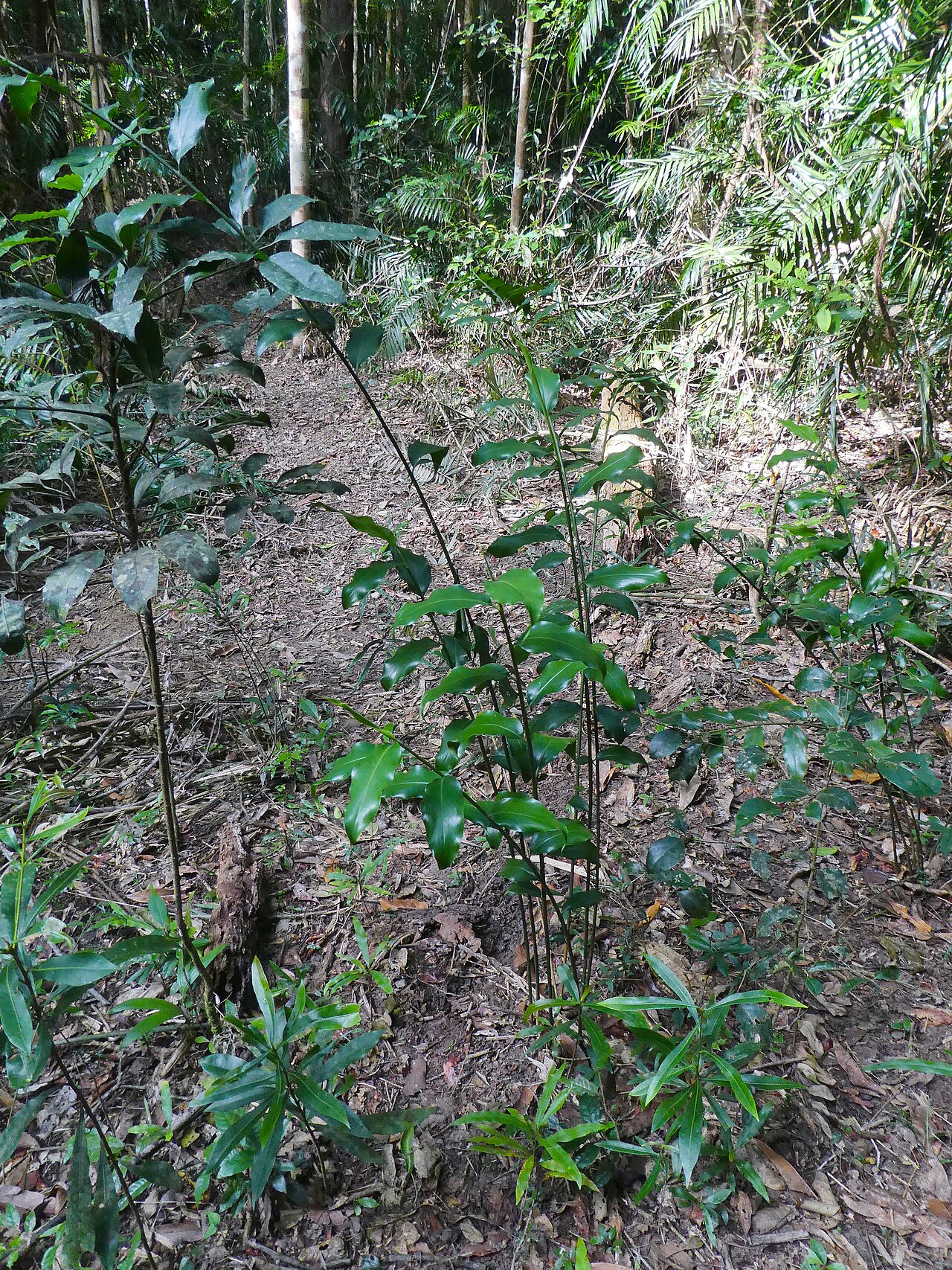 Slender ginger: Alpinia hylandii