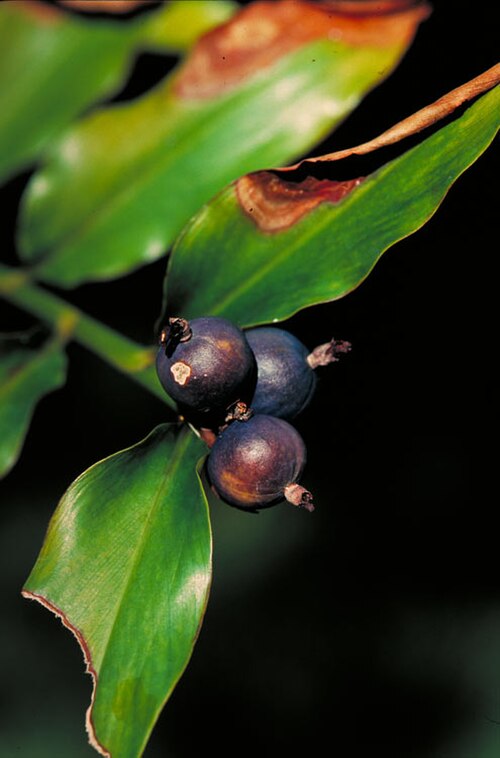 Slender ginger: Alpinia hylandii fruit