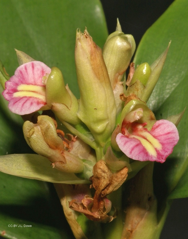 Slender ginger: Alpinia hylandii flowers