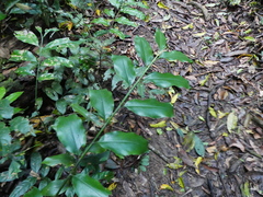 Slender ginger (Alpinia hylandii)