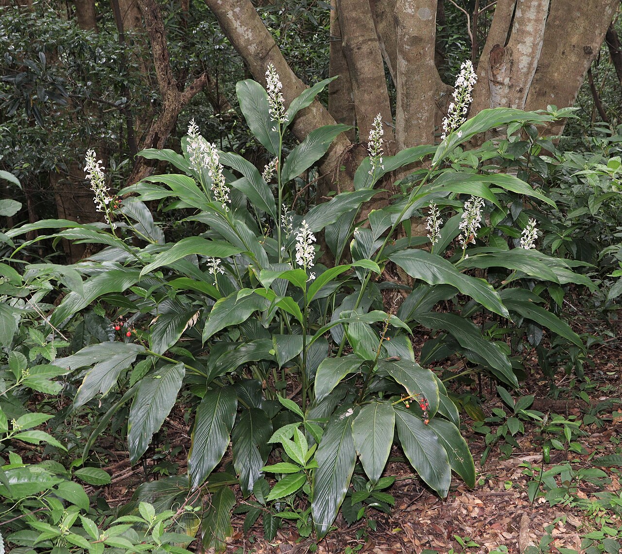 Alpinia intermedia: Alpinia intermedia in Nachikatsuura, Wakayama Prefecture, Japan.