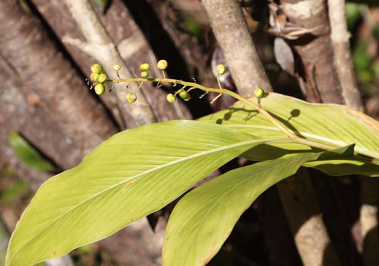 Alpinia intermedia: Alpinia intermedia in Nachikatsuura, Wakayama Prefecture, Japan.