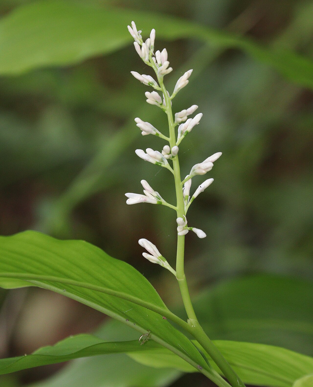 Alpinia intermedia: Alpinia intermedia in Nachikatsuura, Wakayama Prefecture, Japan.