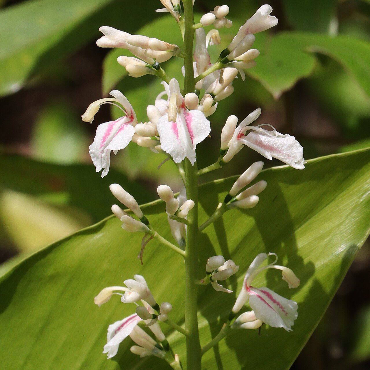 Alpinia intermedia: Alpinia intermedia in Nachikatsuura, Wakayama Prefecture, Japan.