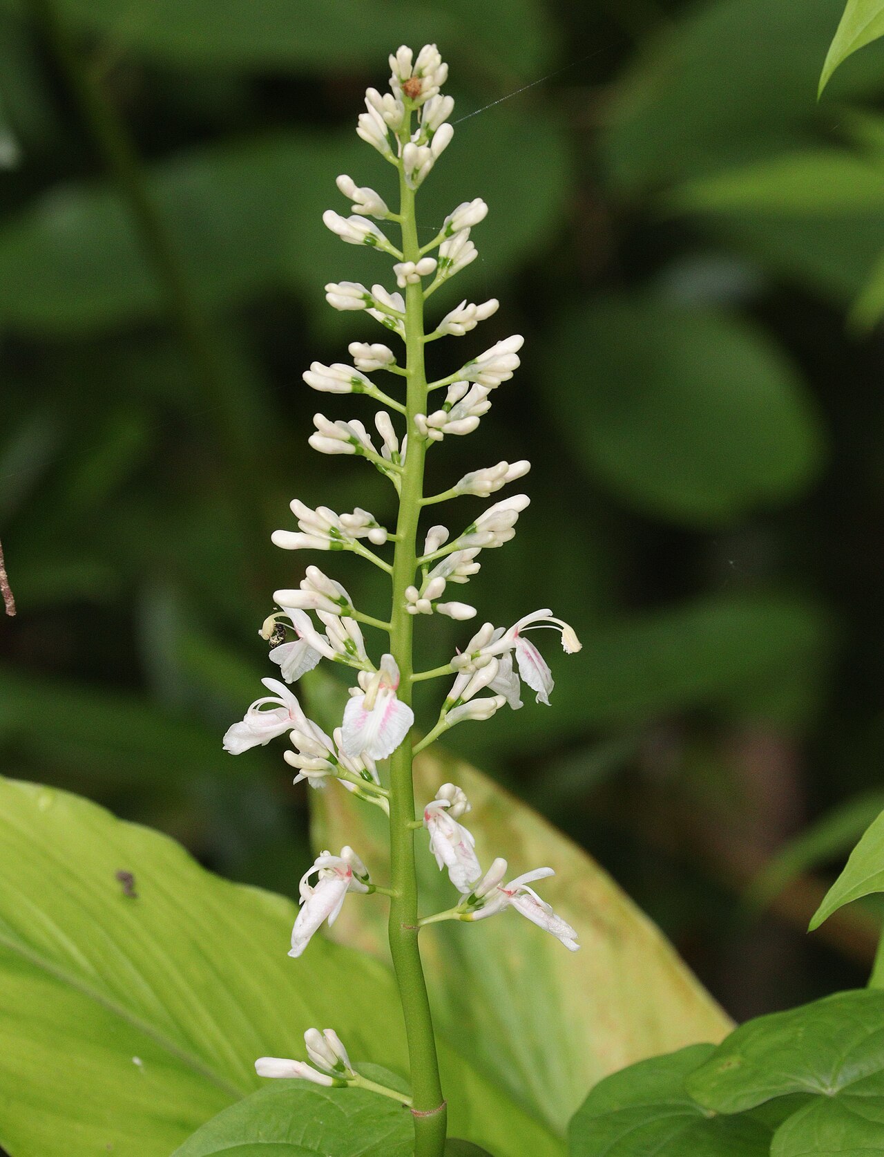 Alpinia intermedia: Alpinia intermedia in Nachikatsuura, Wakayama Prefecture, Japan.