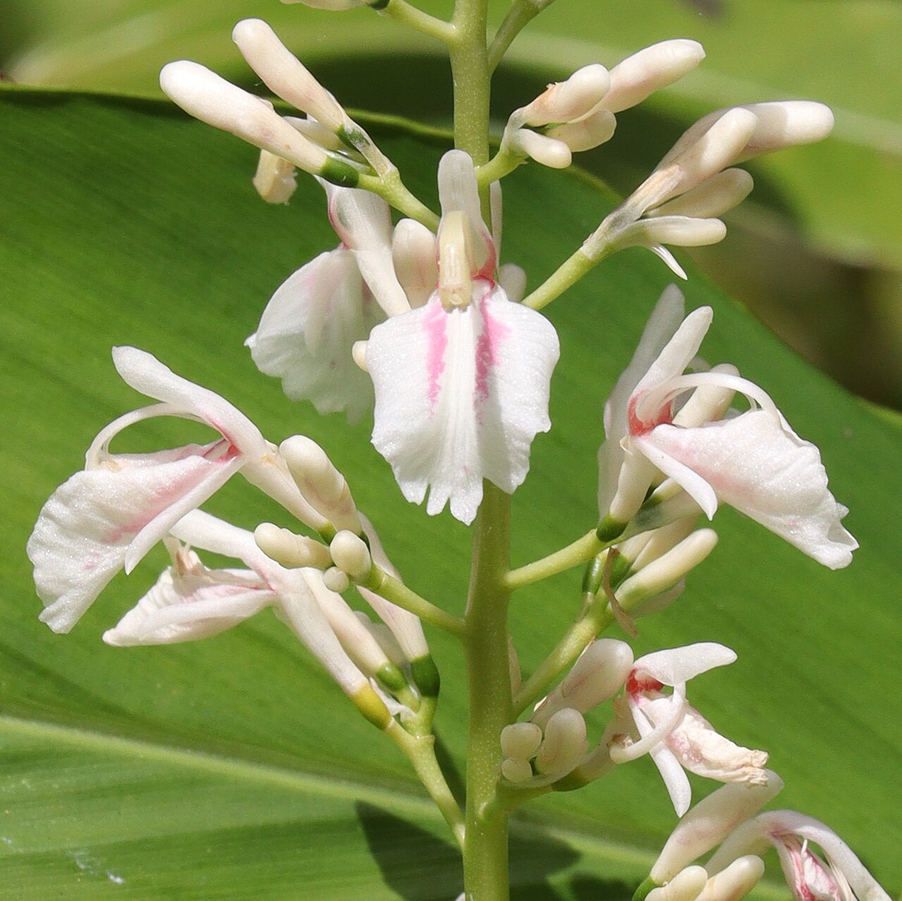 Alpinia intermedia: Alpinia intermedia in Nachikatsuura, Wakayama Prefecture, Japan.