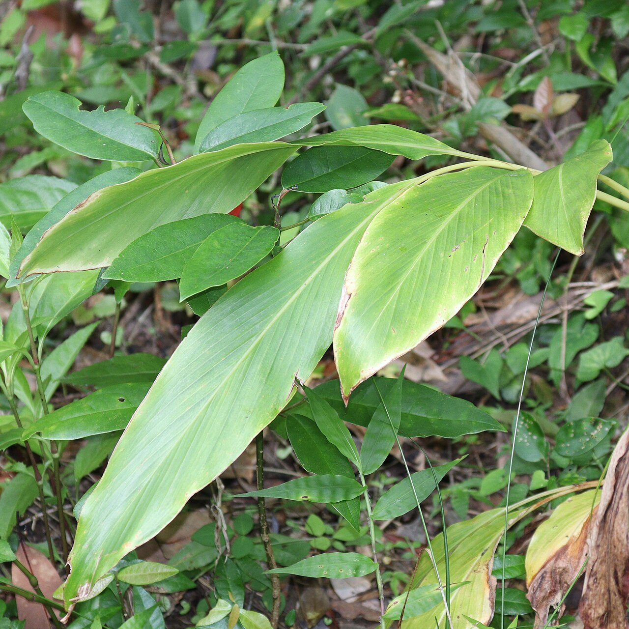 Alpinia intermedia: Alpinia intermedia in Nachikatsuura, Wakayama Prefecture, Japan.