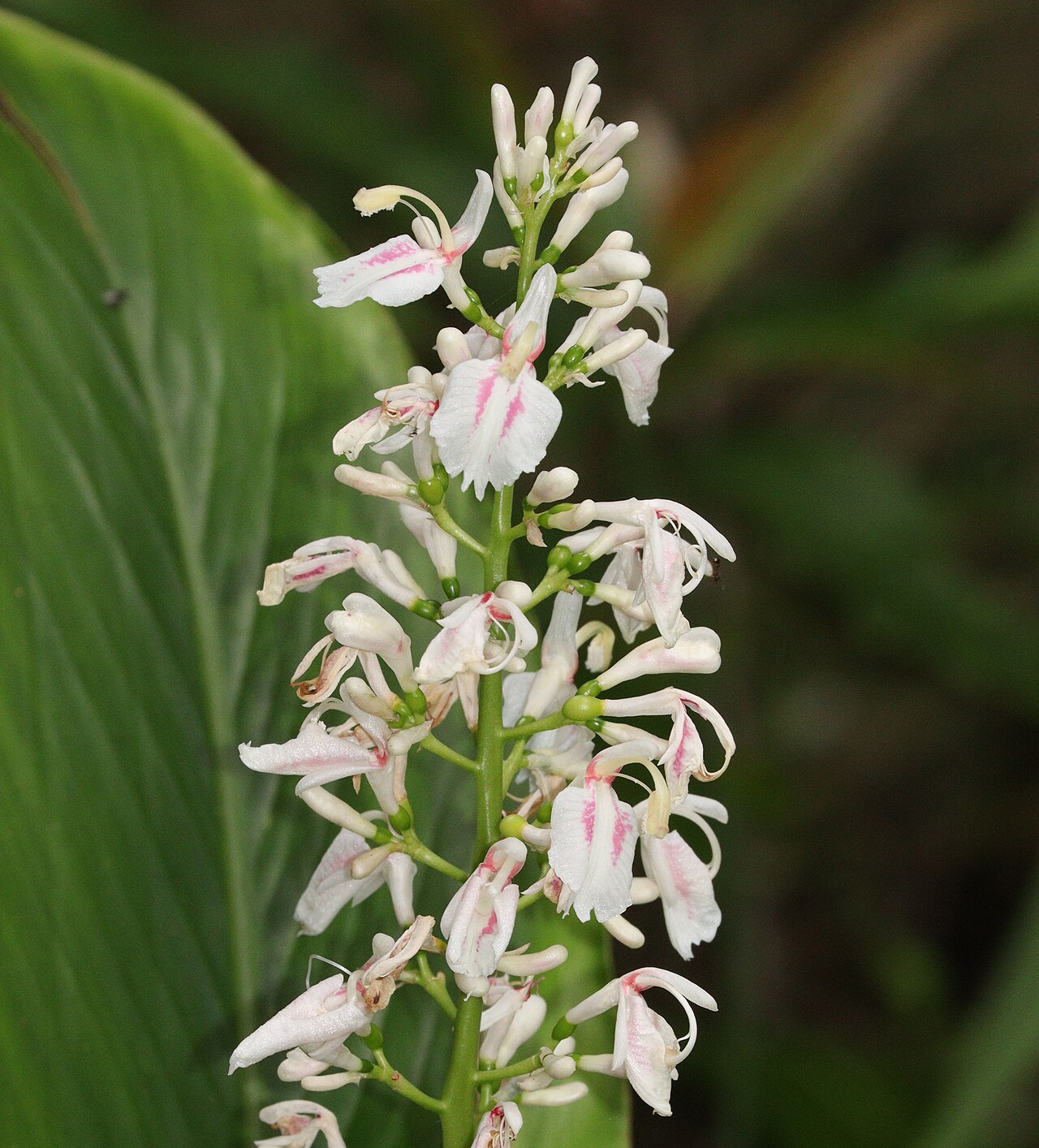Alpinia intermedia: Alpinia intermedia in Nachikatsuura, Wakayama Prefecture, Japan.
