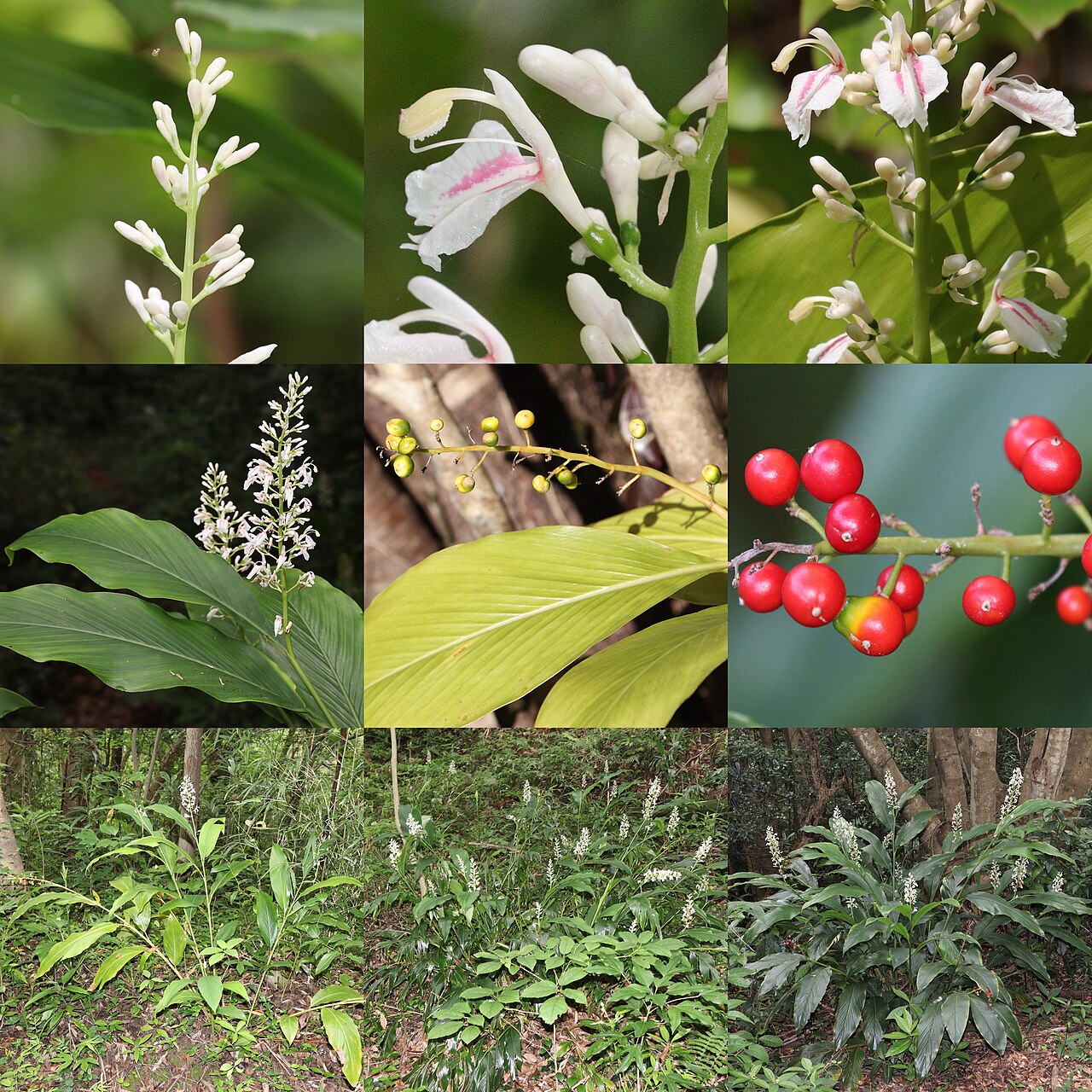 Alpinia intermedia: Montage of Canavalia lineata in Nachikatsuura, Wakayama Prefecture, Japan.