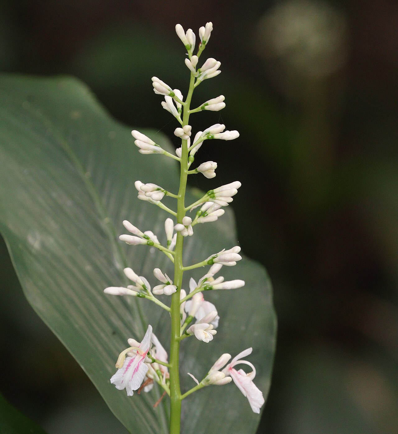 Alpinia intermedia: Alpinia intermedia in Nachikatsuura, Wakayama Prefecture, Japan.