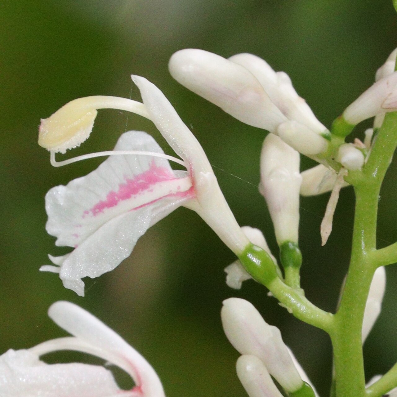 Alpinia intermedia: Alpinia intermedia in Nachikatsuura, Wakayama Prefecture, Japan.