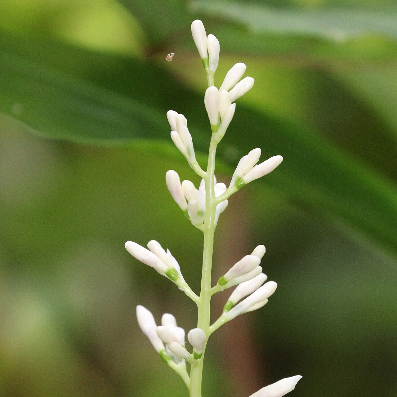 Alpinia intermedia: Alpinia intermedia in Nachikatsuura, Wakayama Prefecture, Japan.