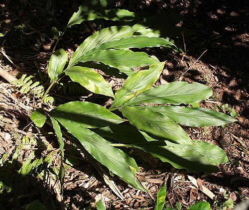 Alpinia japonica: Alpinia japonica in Mount Hamaishi, Shimizu-ku, Shizuoka, Shizukoa Prefecture, Japan