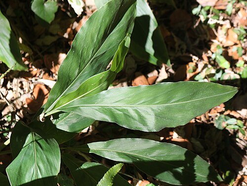 Alpinia japonica: Alpinia japonica in Mount Goi, Toyokawa, Aichi prefecture, Japan.