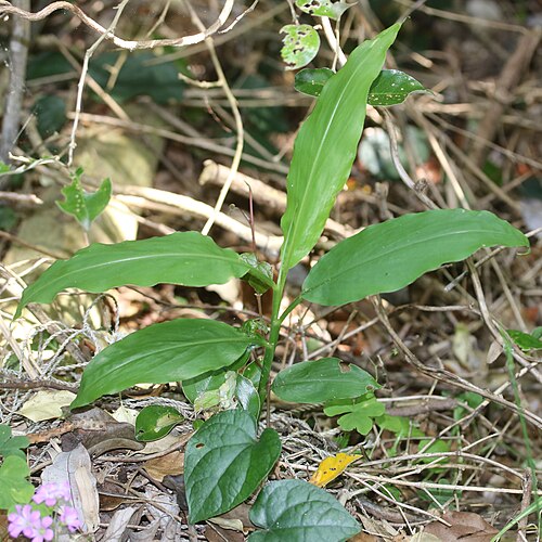 Alpinia japonica: Alpinia japonica in Suga Island, Toba, Mie Prefecture, Japan.