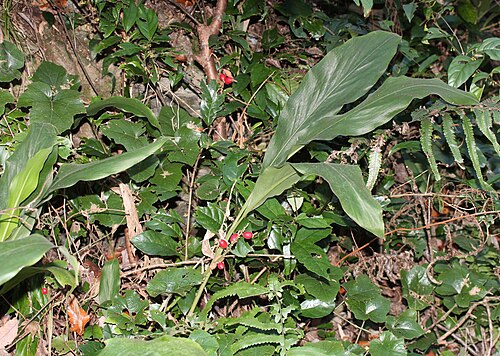 Alpinia japonica: Alpinia japonica in Suga Island, Toba, Mie prefecture, Japan.