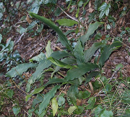 Alpinia japonica: Alpinia japonica in Toshi Island, Toba, Mie prefecture, Japan.