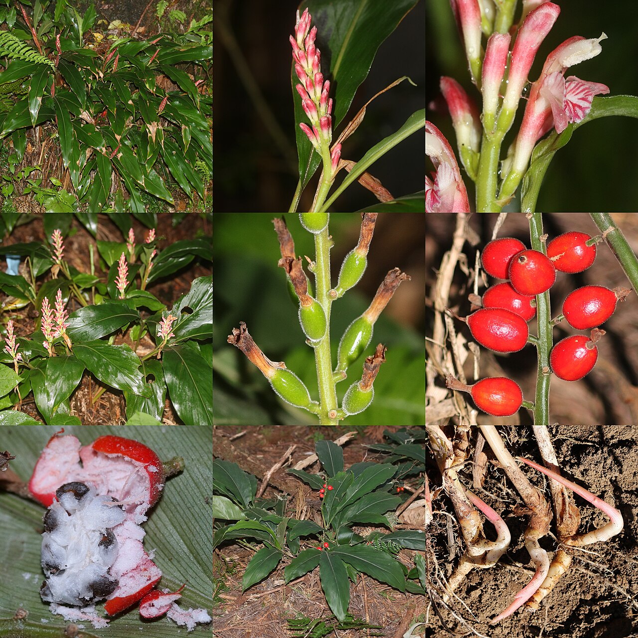 Alpinia japonica: Montage of Alpinia japonica