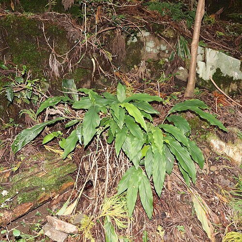 Alpinia japonica: Alpinia japonica in Mount Hongu, Toyokawa, Aichi Prefecture, Japan.
