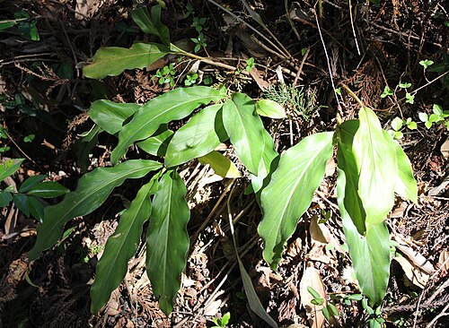 Alpinia japonica: Leaves of Alpinia japonica on Mount Tengura, Owase, Mie prefecture, Japan.