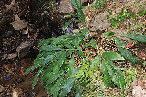 Alpinia japonica: Alpinia japonica in Mount Goi, Toyokawa, Aichi prefecture, Japan.