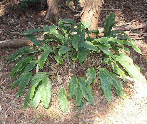 Alpinia japonica: Alpinia japonica in Mount Mankan, Suruga-ku, Shizuoka, Shizuoka prefecture, Japan