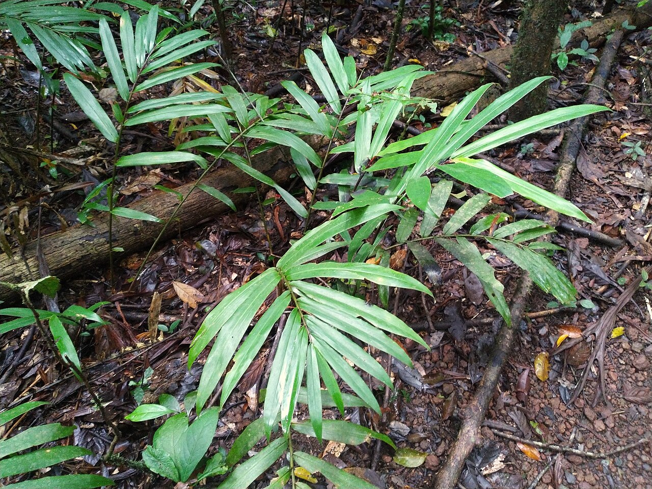 Narrow-leaf ginger: Alpinia modesta habit