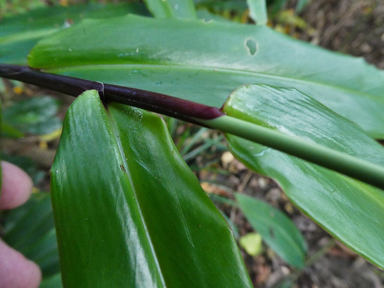 Narrow-leaf ginger: Alpinia modesta, detail of stem and leaf junction