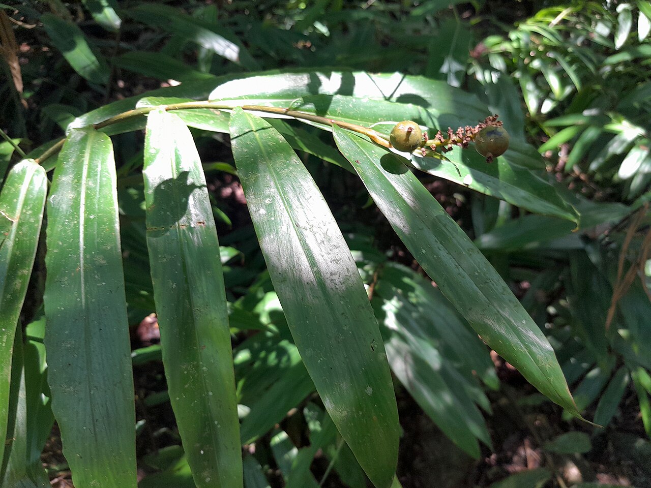 Narrow-leaf ginger: Alpinia modesta foliage, flower and fruit