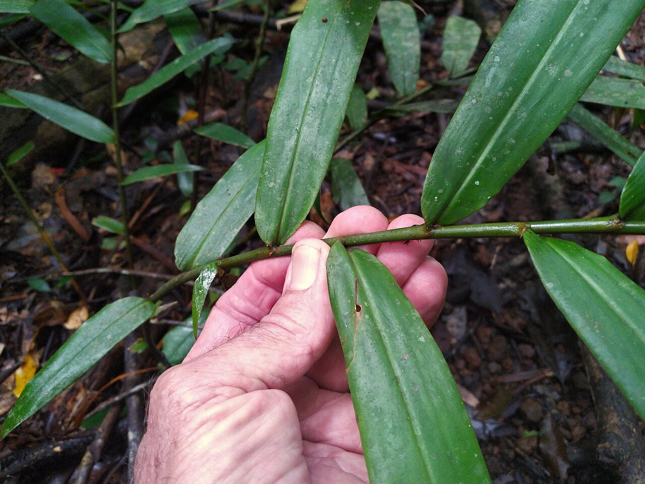 Narrow-leaf ginger: Alpinia modesta foliage