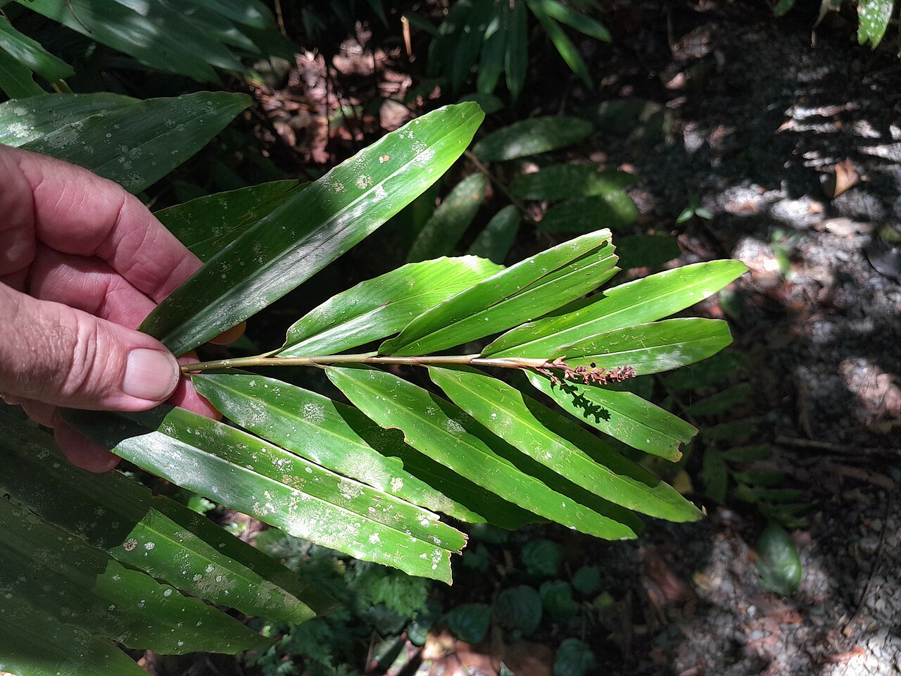 Narrow-leaf ginger: Alpinia modesta foliage and flowers