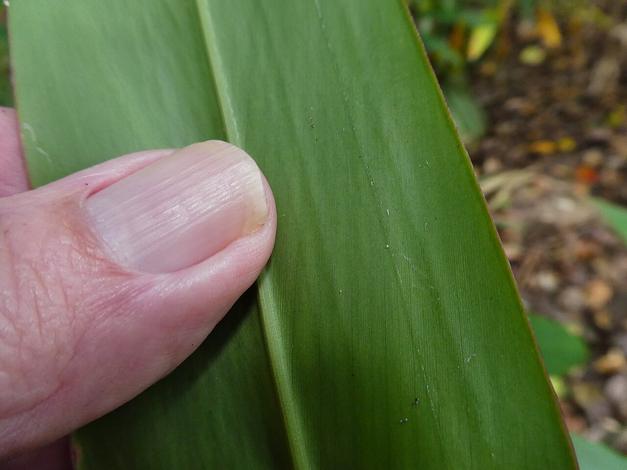 Narrow-leaf ginger: Alpinia modesta, underside of leaf