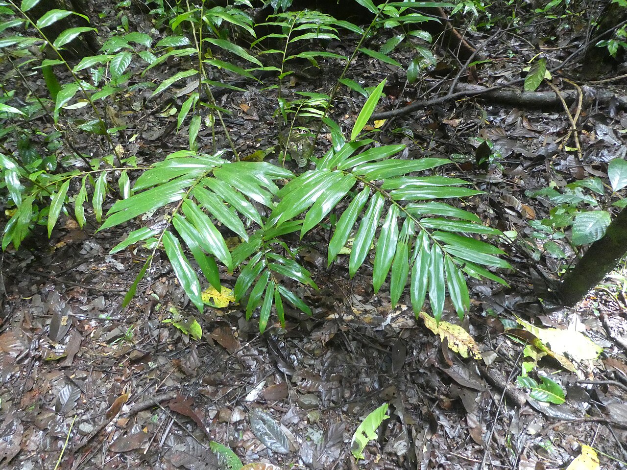 Narrow-leaf ginger: Alpinia modesta growing in rainforest in Wooroonooran National Park , Queensland, April 2024