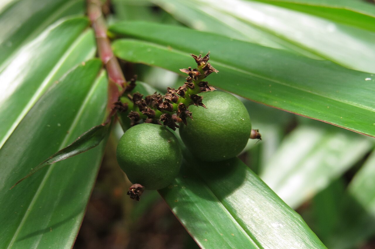 Narrow-leaf ginger: Unripe fruit of the narrow-Leaved Ginger