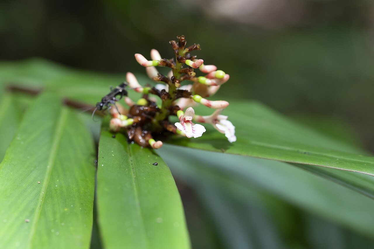 Narrow-leaf ginger: Narrow-Leaved Ginger