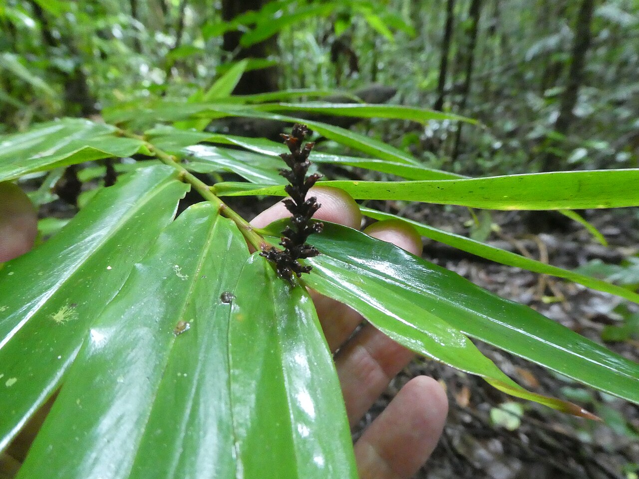 Narrow-leaf ginger: Alpinia modesta growing in rainforest in Wooroonooran National Park , Queensland, April 2024