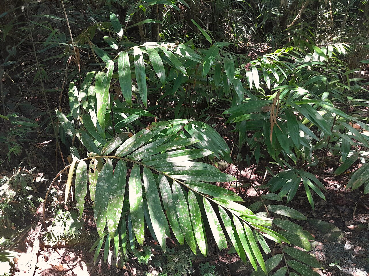 Narrow-leaf ginger: Alpinia modesta foliage