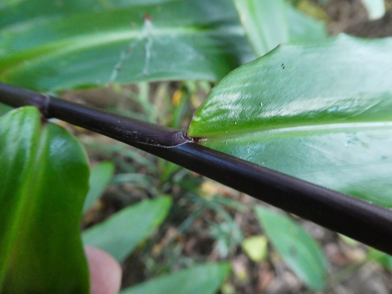 Narrow-leaf ginger: Alpinia modesta, detail of stem and leaf junction